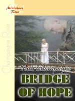 Bridge of Hope